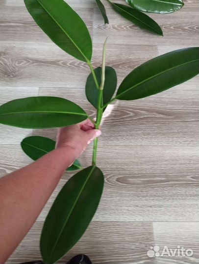 Фикус каучуконосный черенки