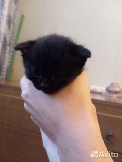 Кошки в добрые руки