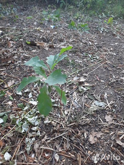 Саженцы дуба