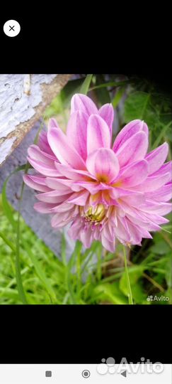 Рассада помидор клубни георгин