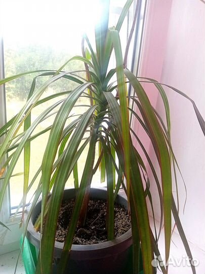 Продам цветы