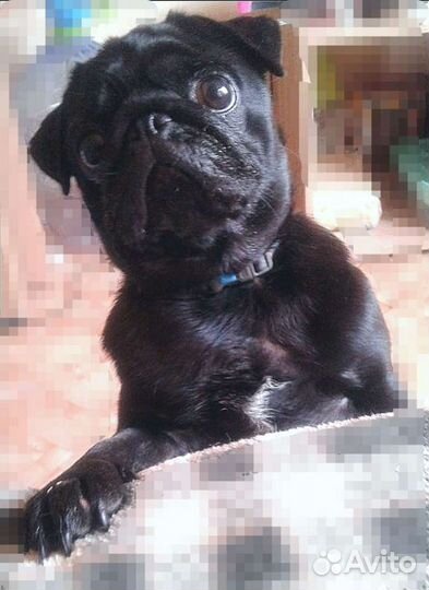 Вязка мопс девочка