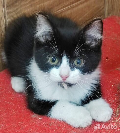 Котенок Бетти