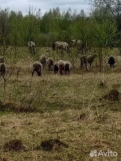 Овцы и бараны романовский порода