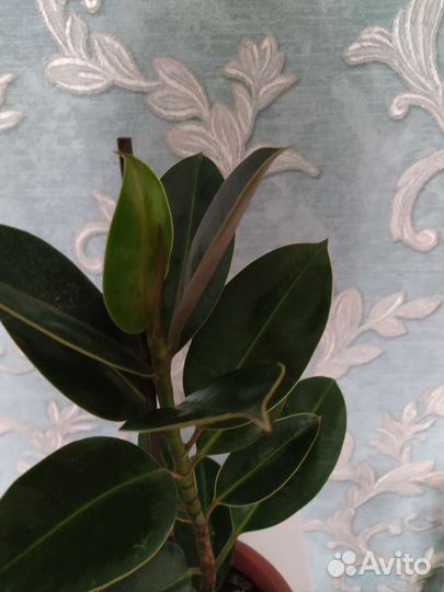 Фикус эластика робуста