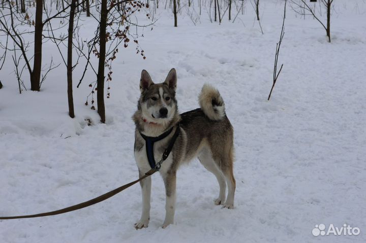 Лайка смешанная