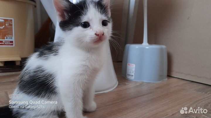 Кошка в дар