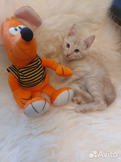 Котик в добрые руки