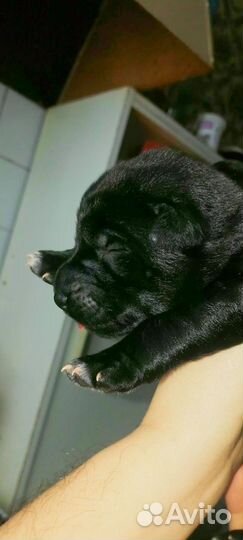 Щенки немецкой овчарки черные