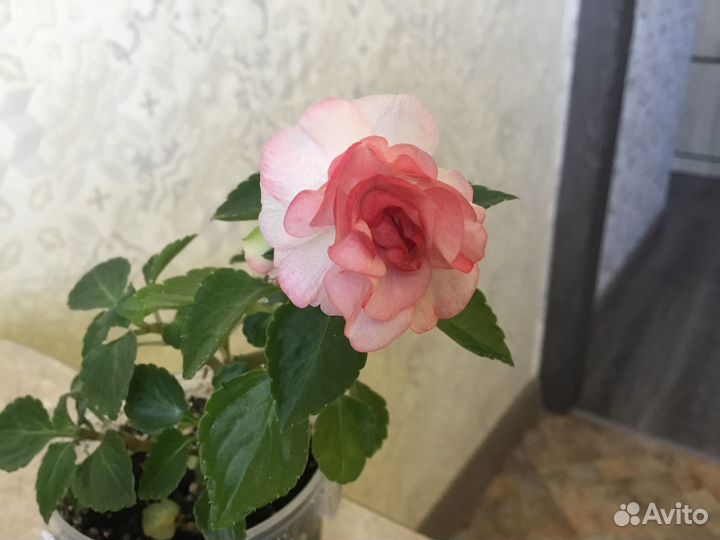 Бальзамин Fiesta oll peach