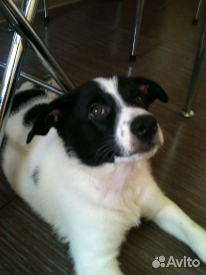 Щенки(с паспортами) в добрые руки