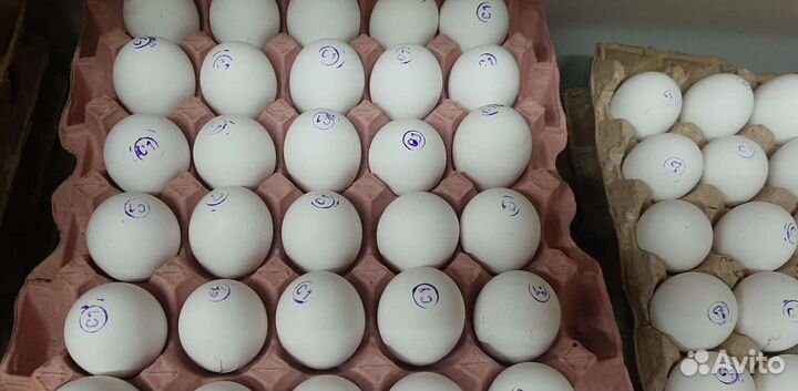 Яйцо куриное оптом