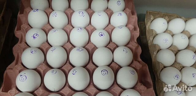 Яйцо куриное оптом