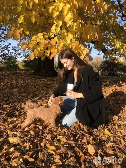 Сделаю дз по английскому/французскому