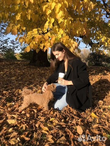 Сделаю дз по английскому/французскому