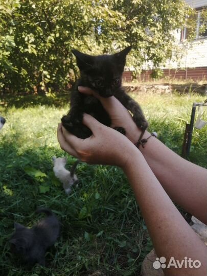 Котята в добрые руки