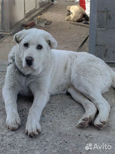 Среднеазиатская овчарка алабай в добрые руки