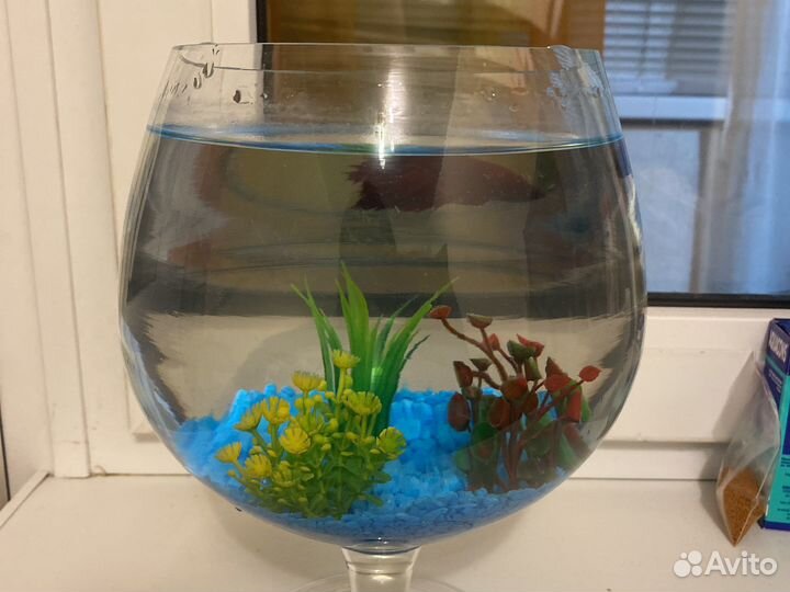 Рыбка петушок с аквариумом