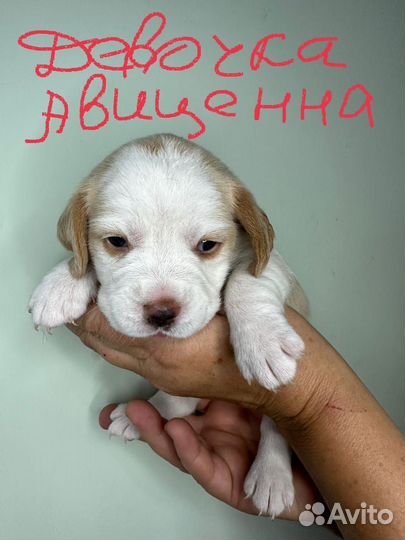 Щенки бигль