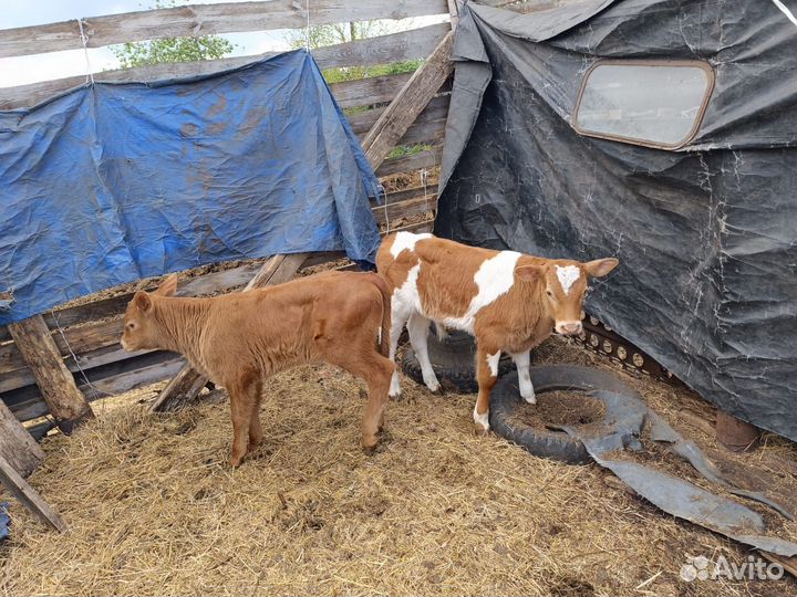Продам телят