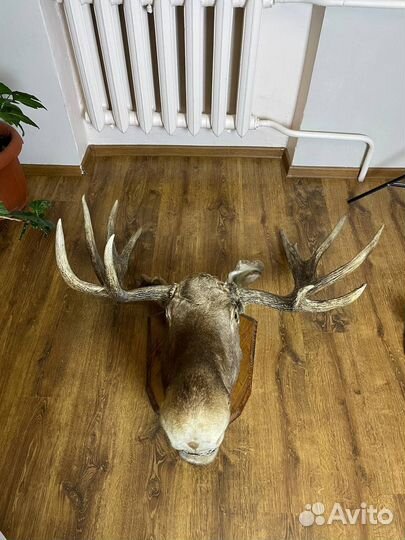 Чучело головы лося