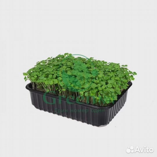 Качественная микрозелень