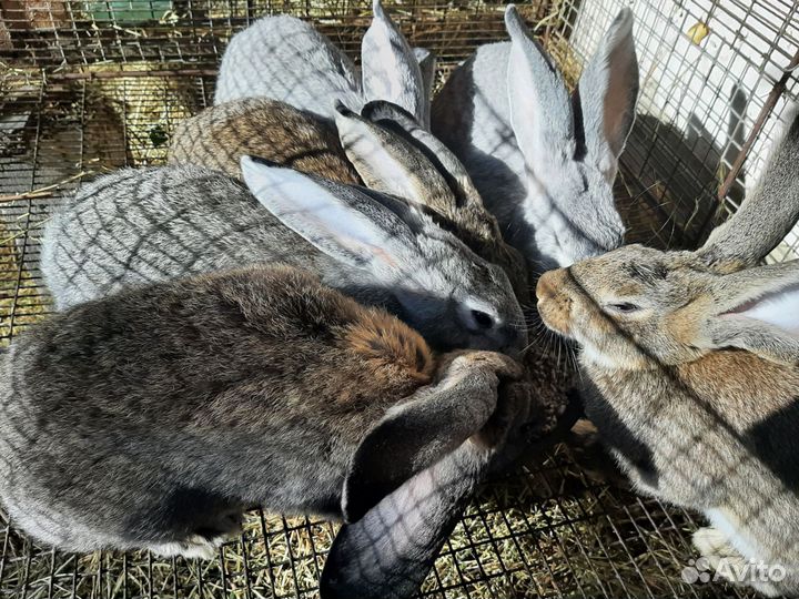 Кролики мясных пород