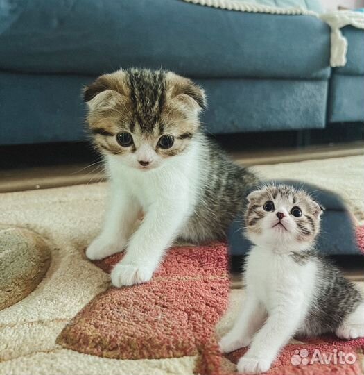 Шотландские вислоухие котята