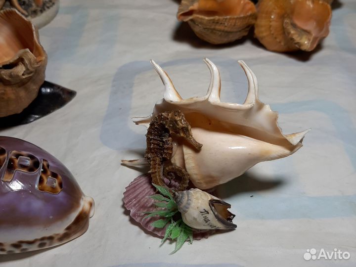 Ракушки для аквариума