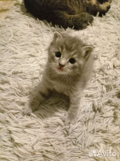Кошки вислоухие