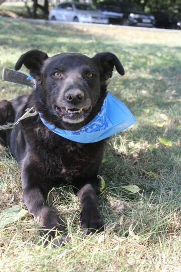 Пёс Кит в добрые руки