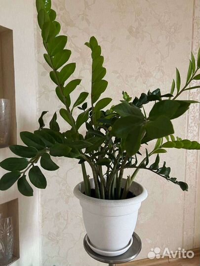 Замиокулькас