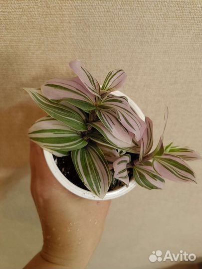 Традесканция Pink Hill (Розовый холм)