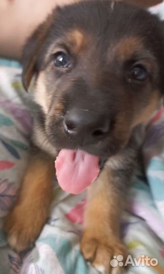 Немецкая овчарка