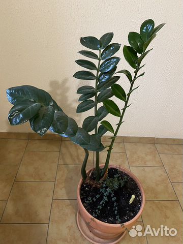 Замиокулькас