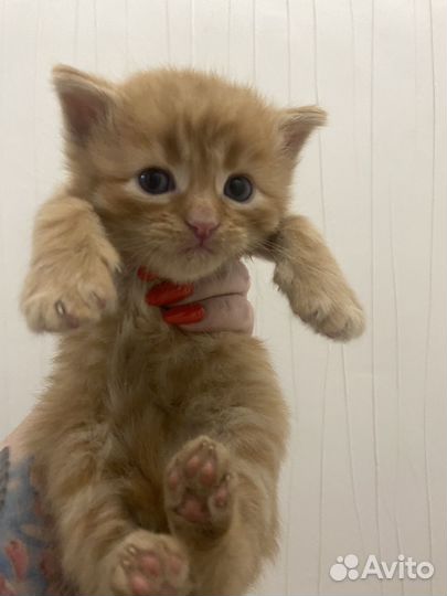 Котята