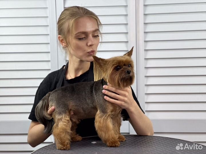 Стрижка, груминг, экспресс-линька собак и кошек