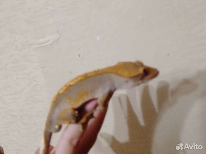 Реснитчатый бананоед