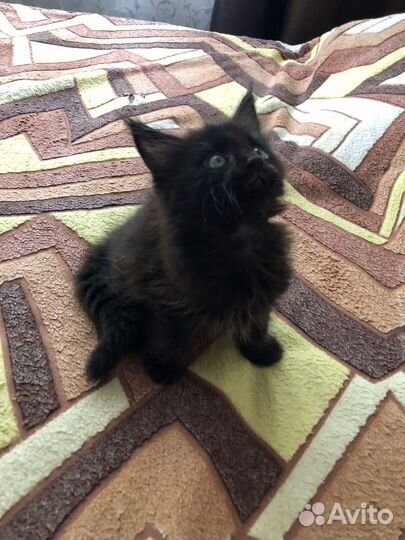 Котята мейн-кун