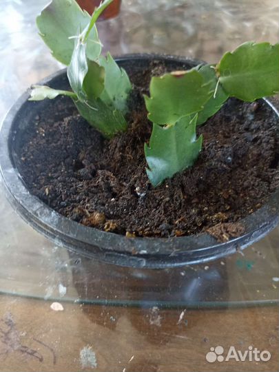 Цветок декабрист