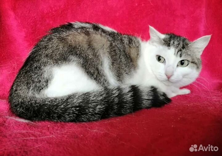 Отдам кошечку