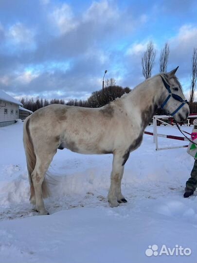 Продам лошадей