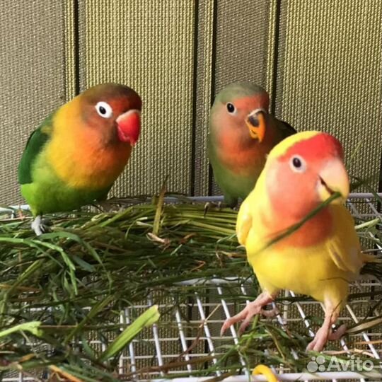 Попугай разных видов