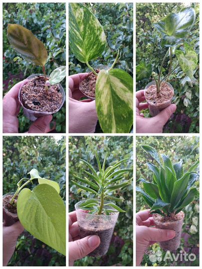 Набор 6 комнатных растений