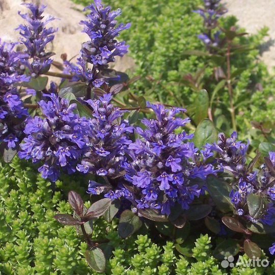 Аюга Атропурпурея (живучка)