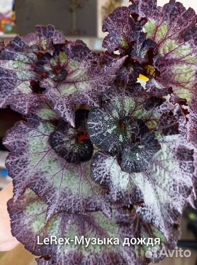 Бегонии декоративно-лиственные LeRex Ч. 2