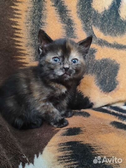 Дворовые котята в добрые руки