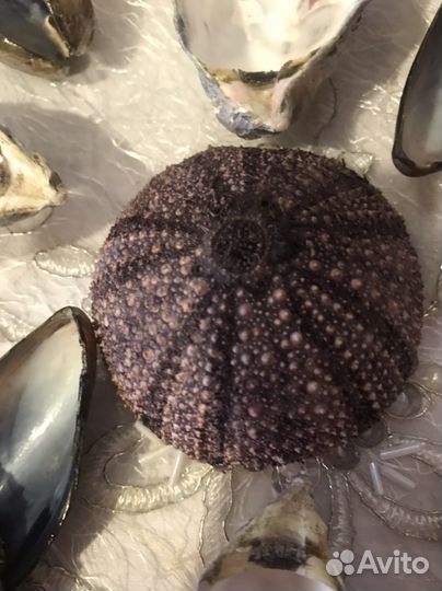 Ракушки морские