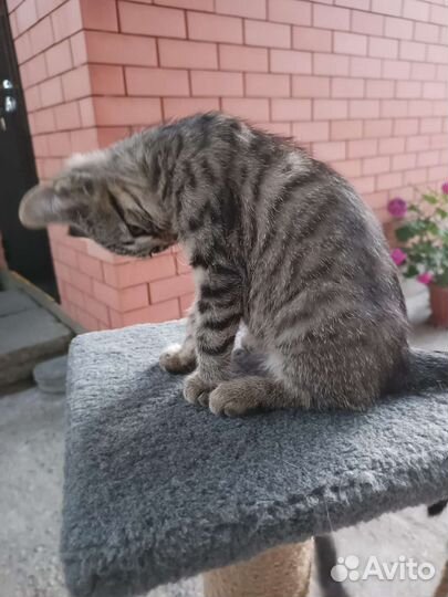 Ласковая и нежная кошечка