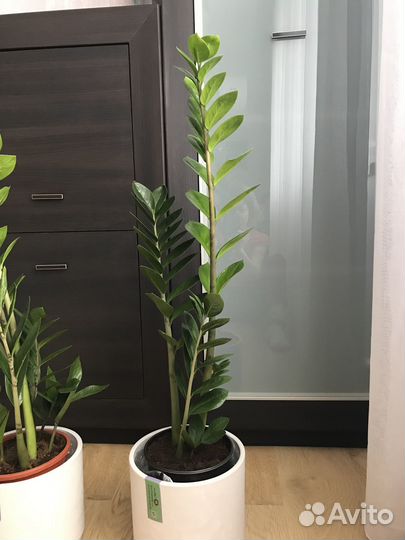 Замиокулькасы (долларовое дерево) высокие, кустами